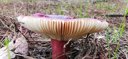 detail van een wild champignons in hun natuurlijk milieu foto