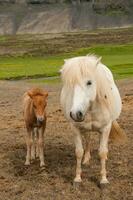 typisch paard van de eiland van IJsland foto