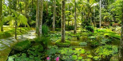 terra nostra park in de azoren is een groot botanisch tuin met een reusachtig verscheidenheid van planten en bomen en met meren, streams en een zwembad van vulkanisch oorsprong. foto