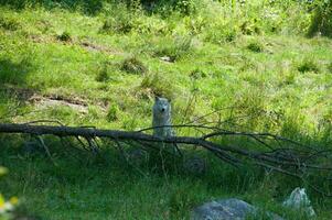 vos in een natuur reserveren in Canada foto