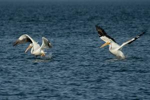Amerikaans wit pelikanen vliegend foto