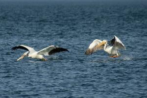 Amerikaans wit pelikanen vliegend foto