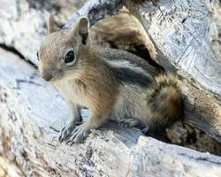 chipmunk in Bryce Ravijn nationaal park foto