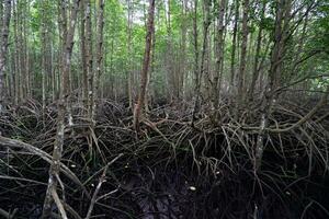 selectief focus naar de wortels van mangrove bomen groeit bovenstaand de water foto