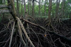 selectief focus naar de wortels van mangrove bomen groeit bovenstaand de water foto