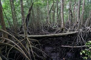 selectief focus naar de wortels van mangrove bomen groeit bovenstaand de water foto