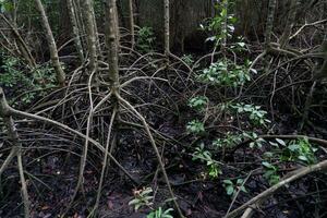 selectief focus naar de wortels van mangrove bomen groeit bovenstaand de water foto