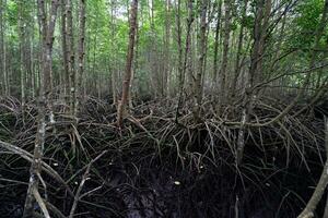 selectief focus naar de wortels van mangrove bomen groeit bovenstaand de water foto