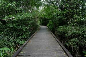 houten brug voor wandelen in de midden- van de mangrove Woud. buitenshuis toerisme foto