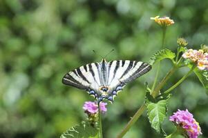 mooi en kleurrijk beeld van een vlinder resting Aan een bloem foto