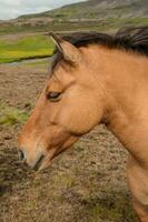 typisch paard van de eiland van IJsland foto