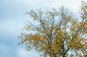 de natuurlijk schoonheid van herfst kleuren en vallend bladeren foto