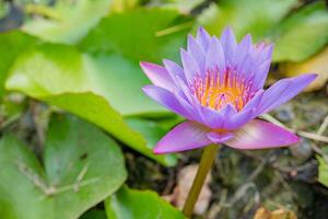 Purper en wit bloem bloesem van lotus bloem nymphaea over- de vis vijver. de foto is geschikt naar gebruik voor botanisch inhoud media en bloemen natuur foto achtergrond.