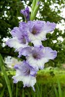 dichtbij omhoog foto van gladiolen bloemen