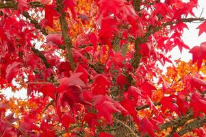 de natuurlijk schoonheid van herfst kleuren en vallend bladeren foto