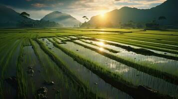 rijst- veld- in de ochtend- ai gegenereerd foto