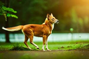 een hond is staand in de gras Aan een zonnig dag. ai-gegenereerd foto