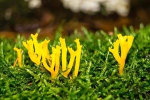 paddenstoelen uit de grond van een bos foto