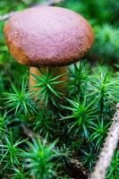 paddenstoelen uit de grond van een bos foto