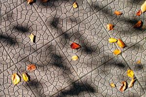 kleine herfstblaadjes op de grond gevallen in de schaduw van planten foto