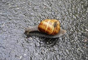 grote tuinslak in schelp kruipend op natte weg, haast je naar huis foto