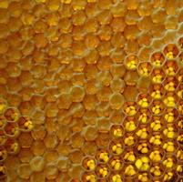 druppel bijenhoningdruppel van zeshoekige honingraten foto
