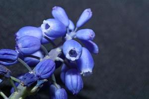 bloem close-up muscari negatieum familie asparagaceae moderne prints foto