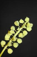 wilde bloem vruchten muscari negatieum familie asparagaceae moderne print foto