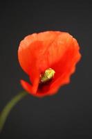 bloem bloesem close up papaver familie papaveraceae botanische prints foto