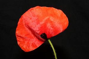 papaver bloem bloesem close up familie papaveraceae botanische primts foto