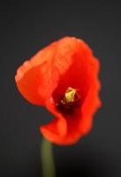 bloem bloesem close up papaver familie papaveraceae botanische prints foto