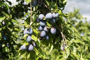 pruim - prunus domestica naast hamburg foto