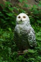 portret van besneeuwd uil in dierentuin foto