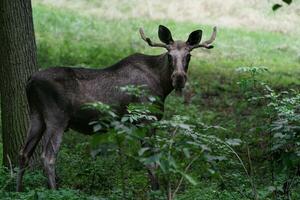 portret van eland in dierentuin foto