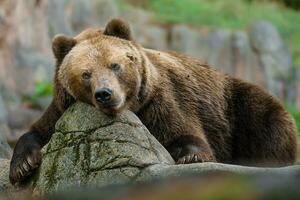 kamchatka bruin beer resting Aan rots foto