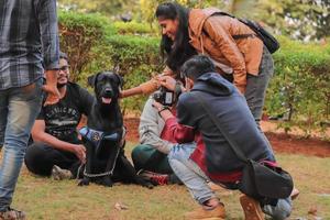 hond op zoek naar andere honden in het hondenpark foto