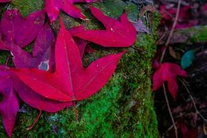 gevallen rode esdoornbladeren op de steen bij groen mos foto