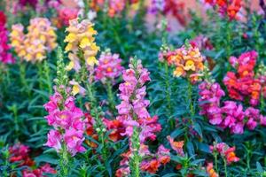 mooie antirrhinum majus drakenbloem bloeit in de tuin. foto