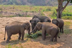 Aziatische olifant het is een groot zoogdier big foto