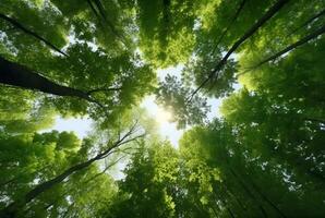 op zoek omhoog Bij de groen tops van bomen. generatief ai foto