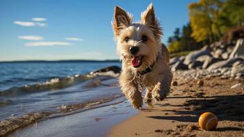 speels schaduw van hond achtervolgen bal Aan zonnig strand foto