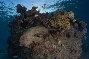 koraalrif en waterplanten in de rode zee, eilat israël foto