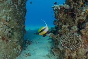 vissen zwemmen in de rode zee, kleurrijke vissen, eilat israel foto