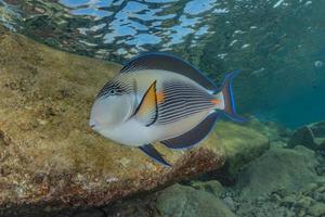 vissen zwemmen in de rode zee, kleurrijke vissen, eilat israel foto