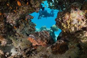 vissen zwemmen in de rode zee, kleurrijke vissen, eilat israel foto