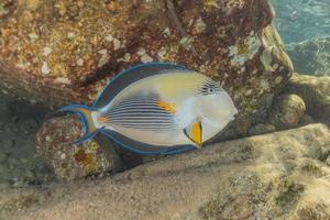 vissen zwemmen in de rode zee, kleurrijke vissen, eilat israel foto