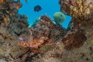 vissen zwemmen in de rode zee, kleurrijke vissen, eilat israel foto