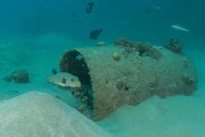 vissen zwemmen in de rode zee, kleurrijke vissen, eilat israel foto