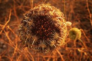 verbazingwekkende bloemen in de botanische tuinen van israël foto