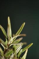 rosmarinus officinalis bladeren macro familie lamiaceae moderne achtergrond foto